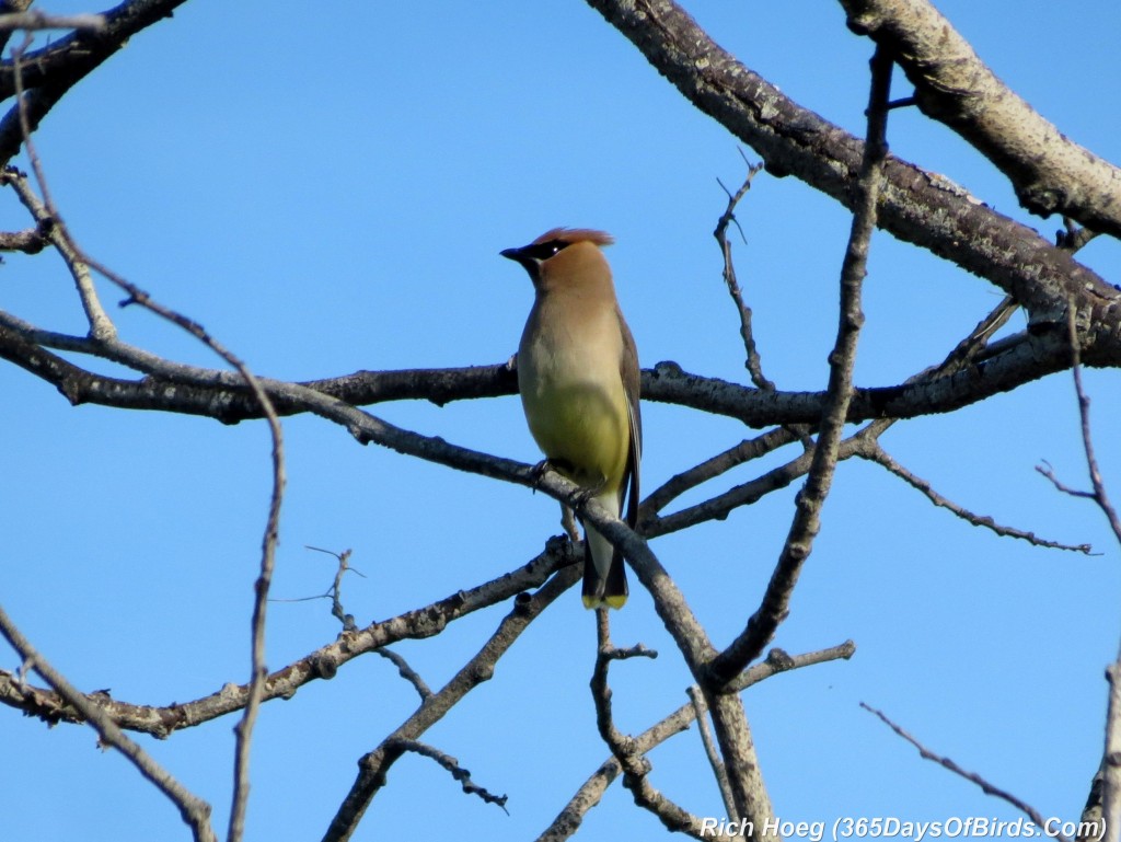 182-Birds-365-Cedar-Waxwing-1