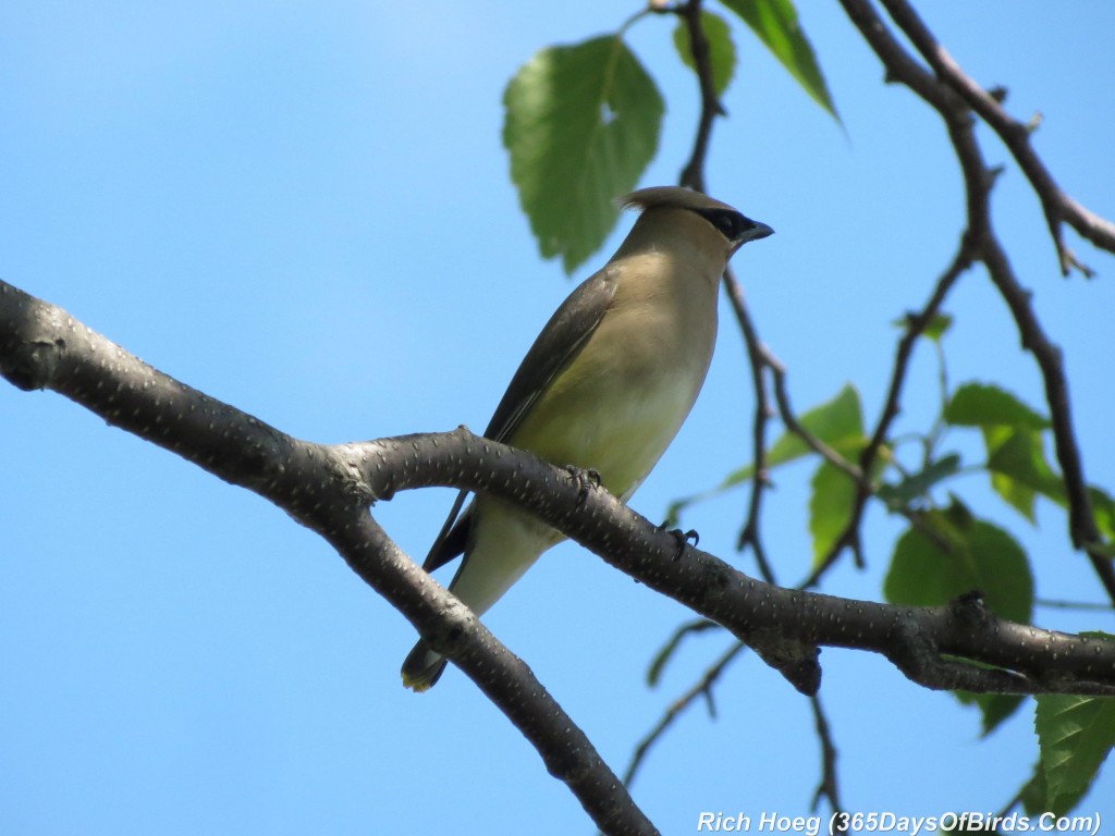 182-Birds-365-Cedar-Waxwing-2