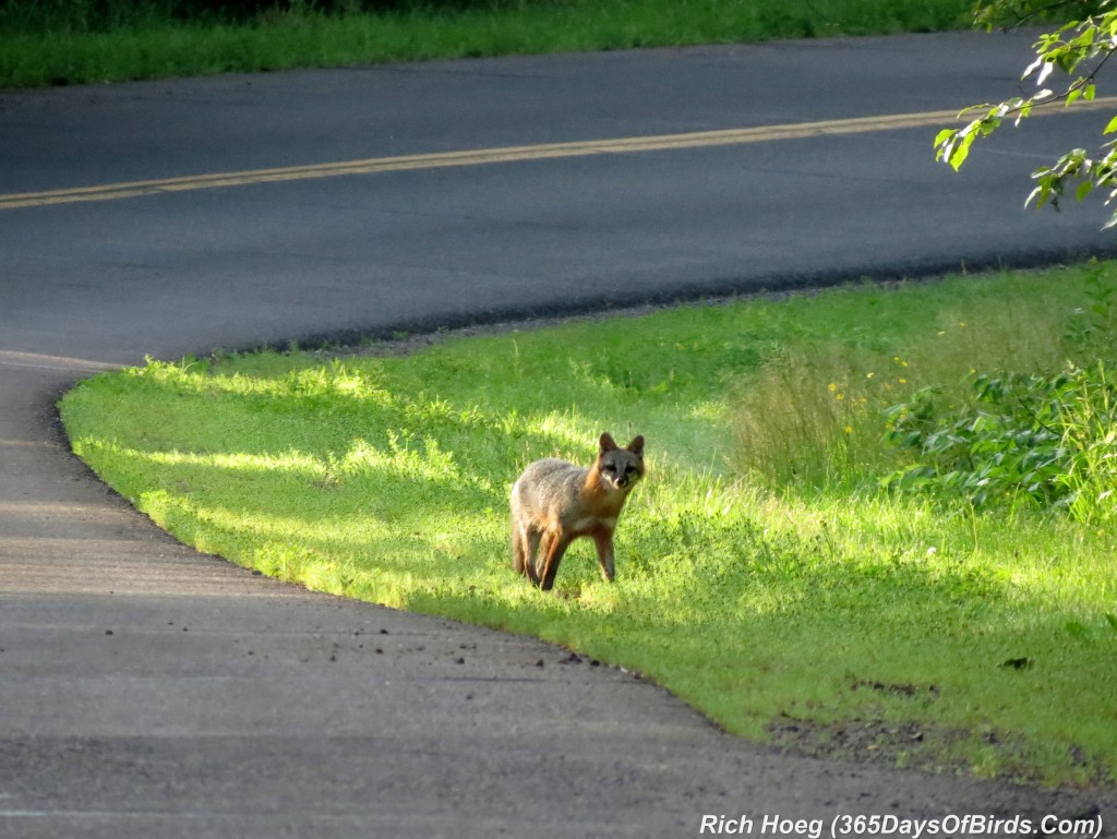 182-Birds-365-Gray-Fox-1