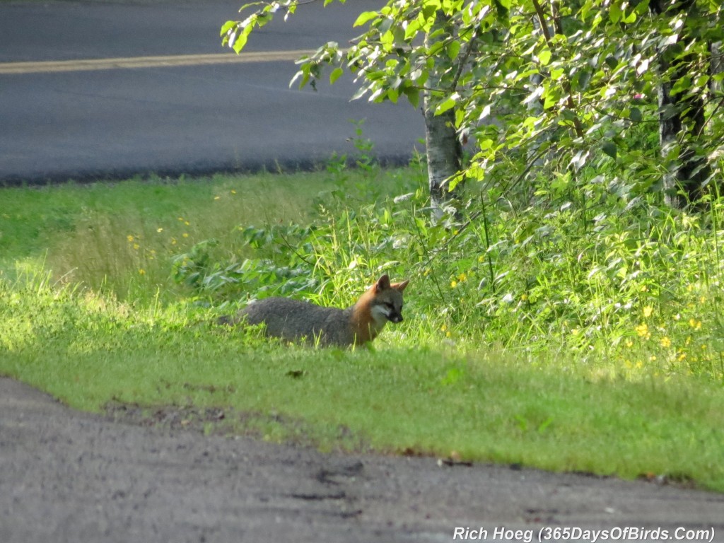 182-Birds-365-Gray-Fox-2