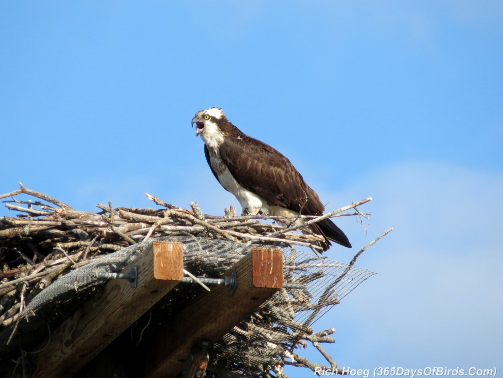 183-Birds-365-Osprey