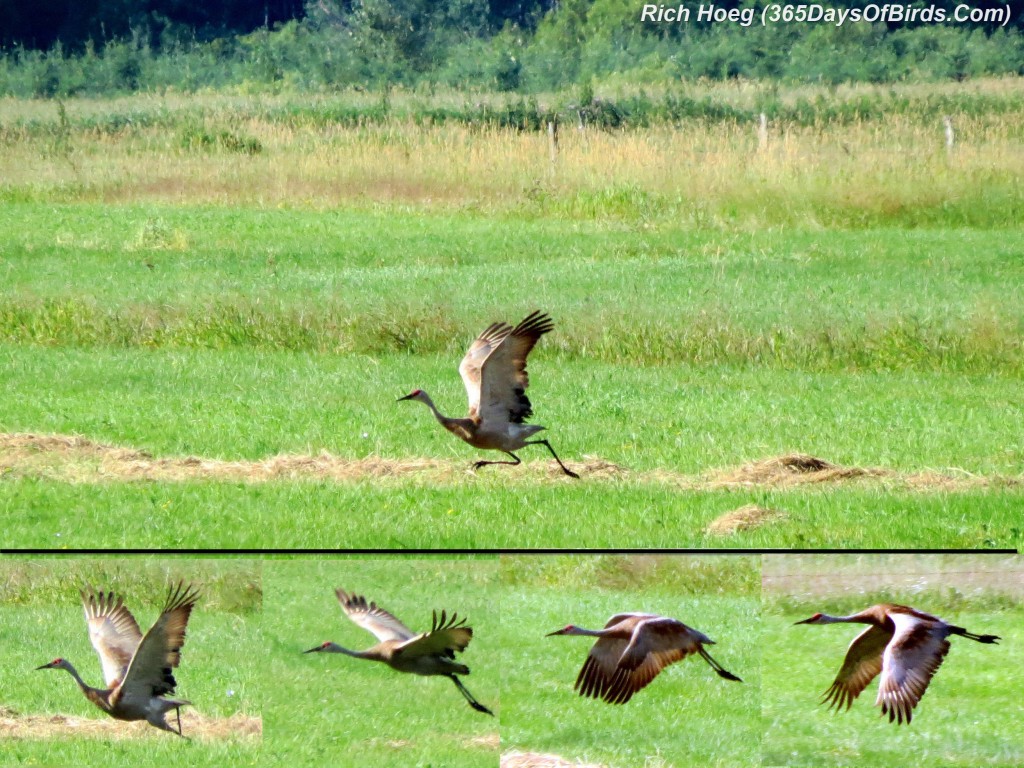183-Birds-365-Sandhill-Crane-Takeoff-Sequence