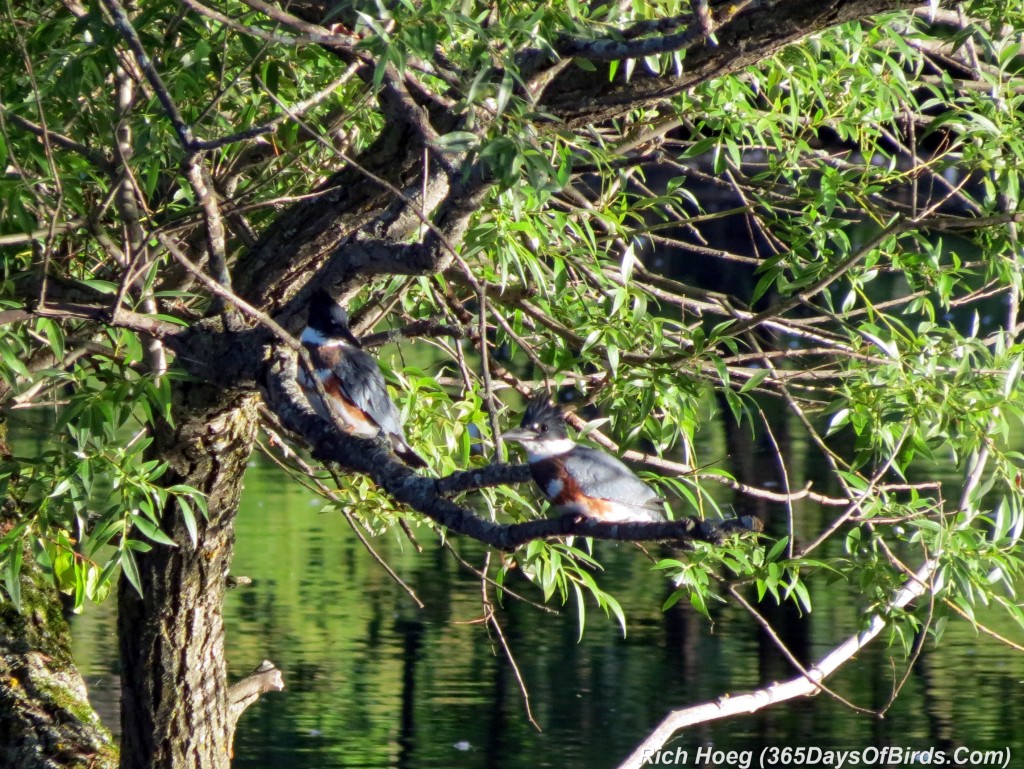 185-Birds-365-Kingfisher-Kids-1