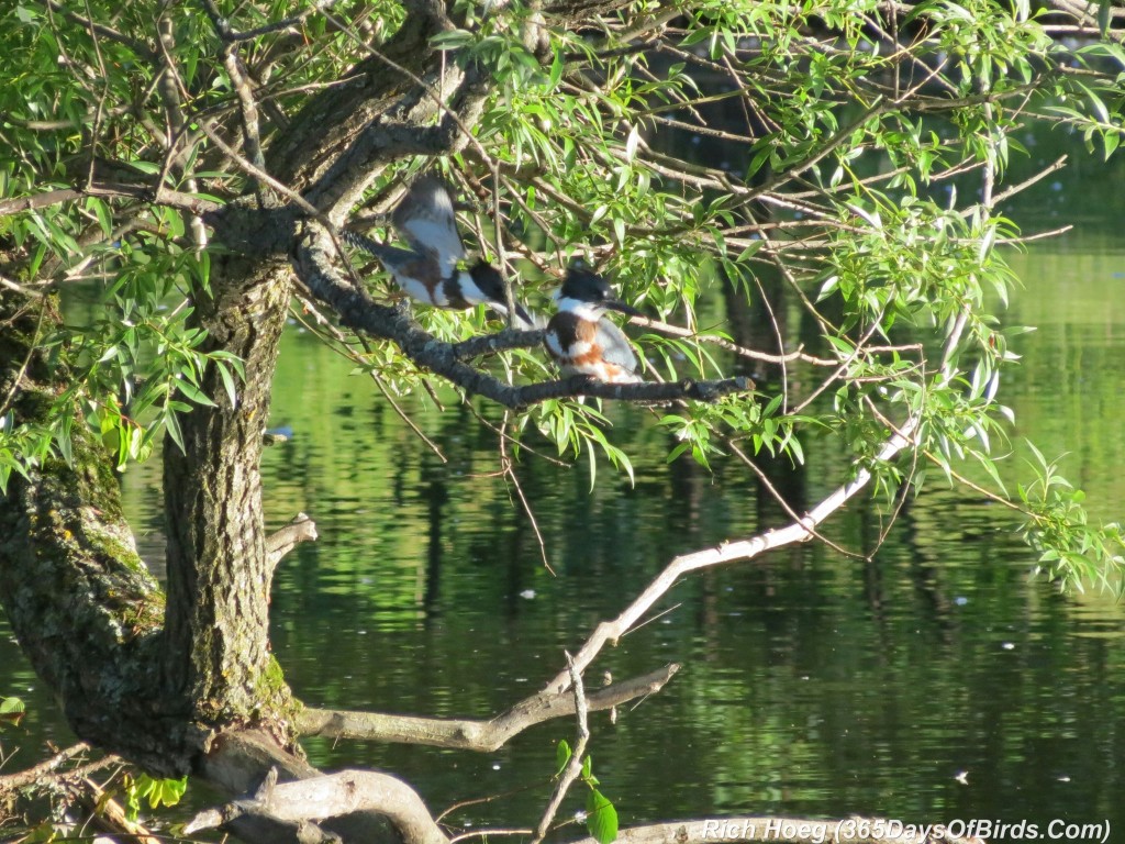 185-Birds-365-Kingfisher-Kids-2