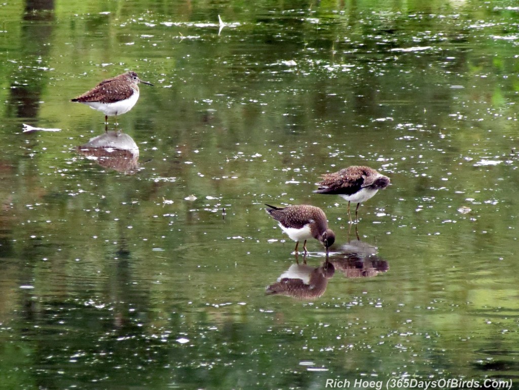 186-Birds-365-Least-Sandpiper-2