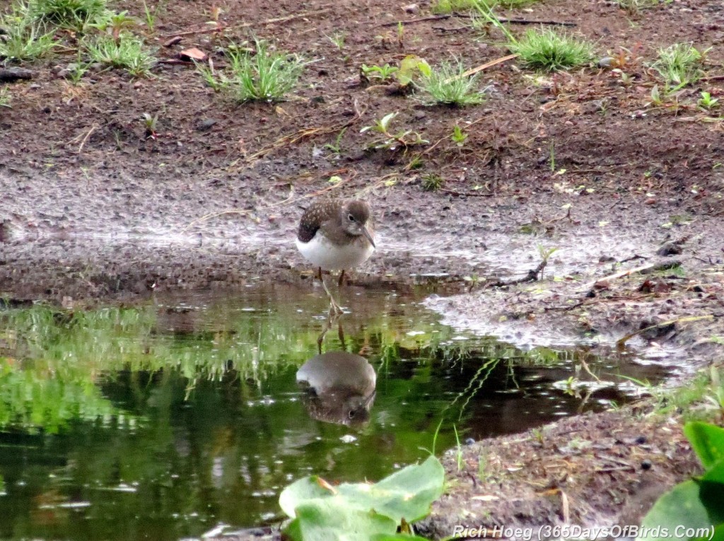 186-Birds-365-Least-Sandpiper-8