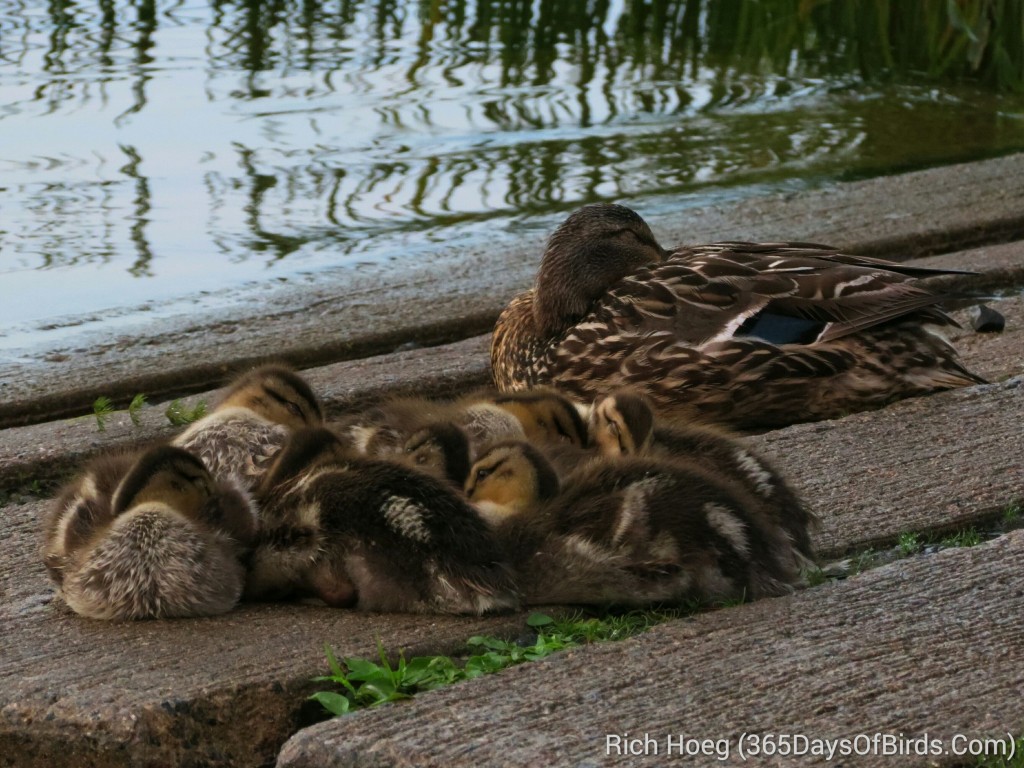 188-Birds-365-Mallard-Bedtime