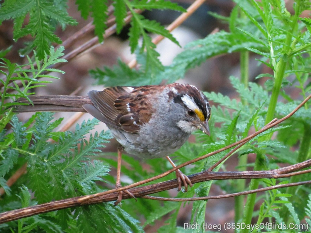 189-Birds-365-White-Throated-Sparrow