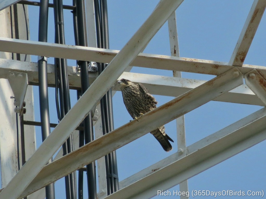 190-birds-365-peregrine-falcon-1