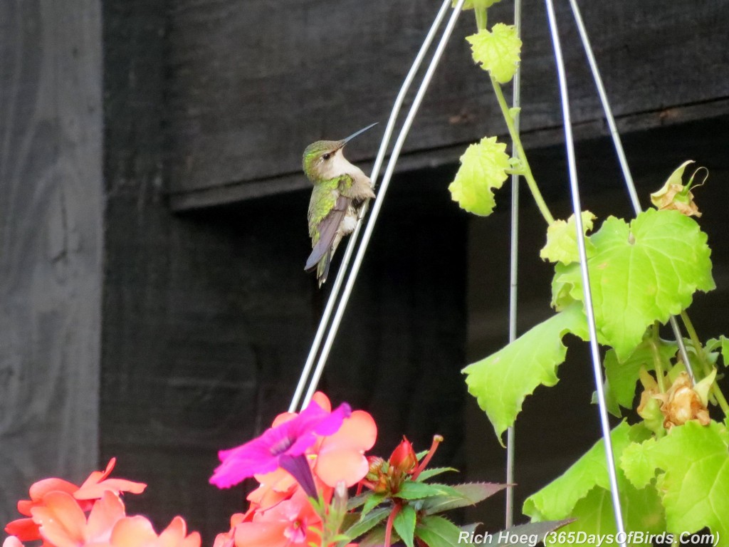 191-birds-365-Ruby-Throated-Hummingbird