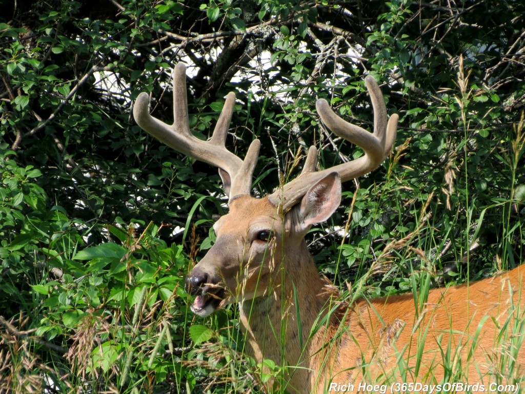 192-Birds-365-Buck-in-Velvet