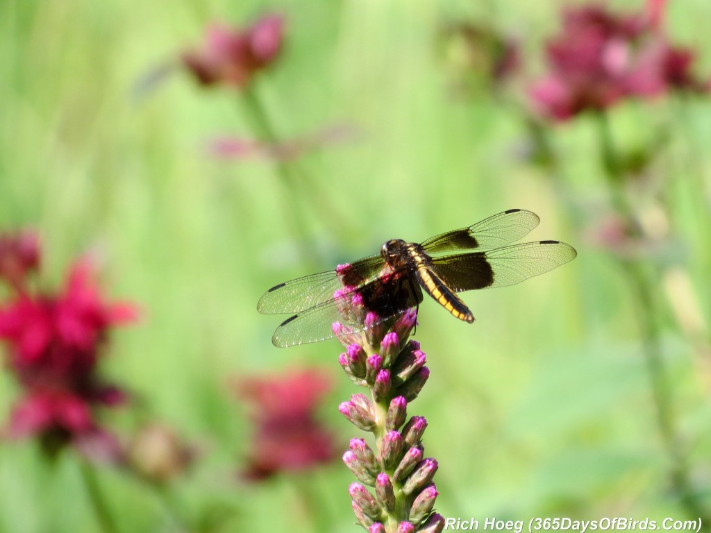 192-Birds-365-Dragonfly