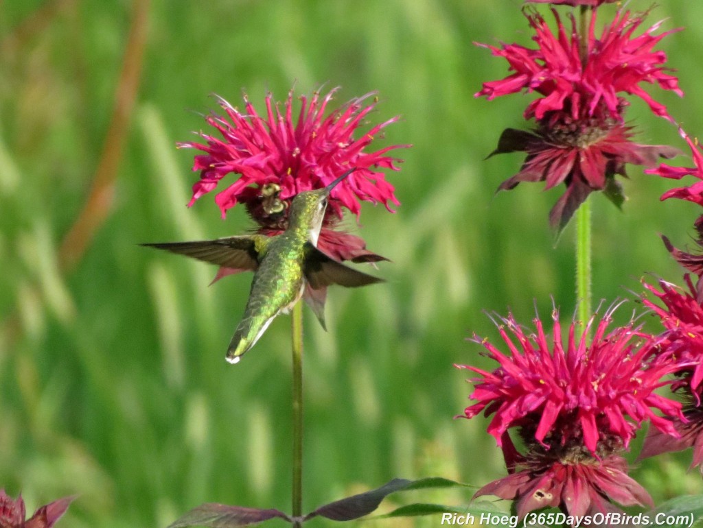 192-Birds-365-Ruby-Throated-Hummingbird-Studies-01-Arrival