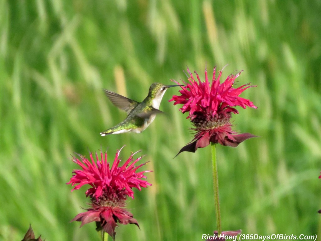 192-Birds-365-Ruby-Throated-Hummingbird-Studies-02-Inspection