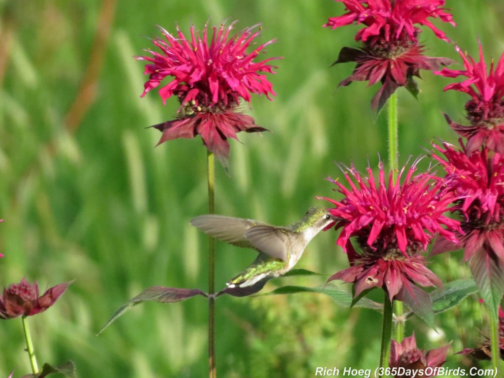 192-Birds-365-Ruby-Throated-Hummingbird-Studies-03-Deep-Drink