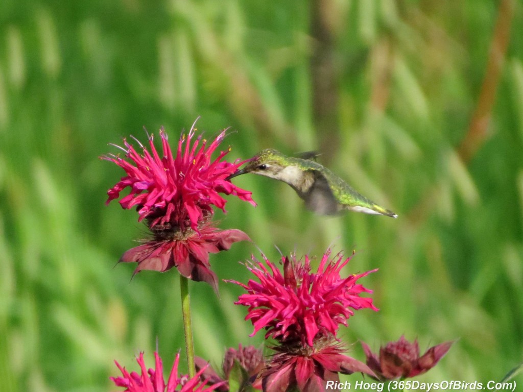 192-Birds-365-Ruby-Throated-Hummingbird-Studies-04-Deep-Drink