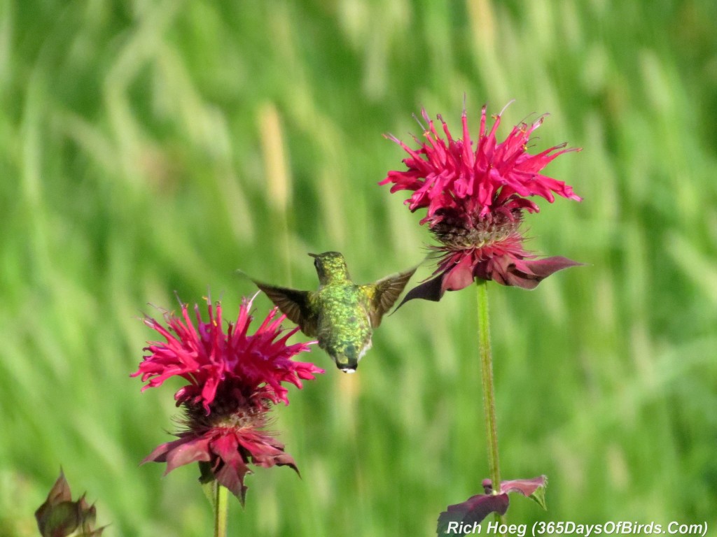 192-Birds-365-Ruby-Throated-Hummingbird-Studies-05-Departurel