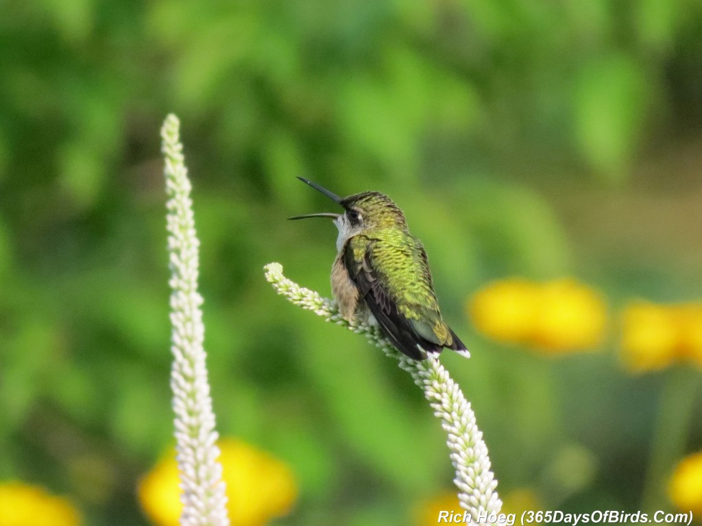 193-Birds-365-Ruby-Throated-Hummingbird-Studies-01