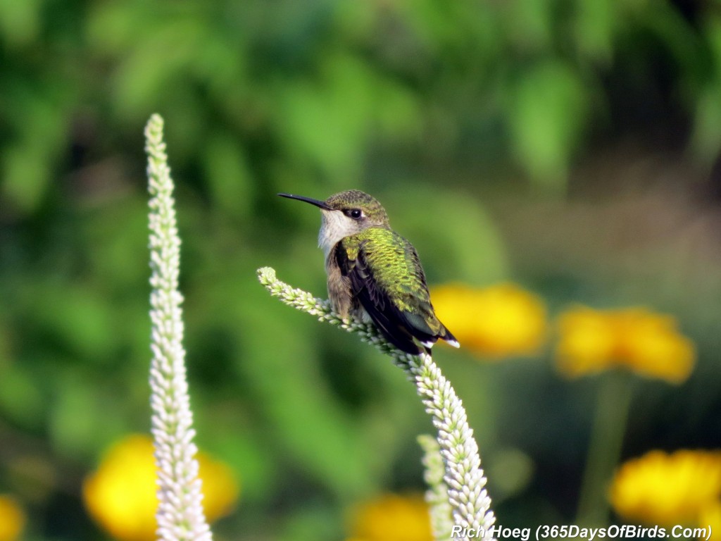 193-Birds-365-Ruby-Throated-Hummingbird-Studies-02