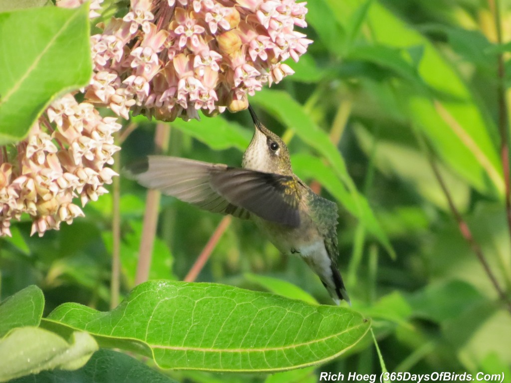 193-Birds-365-Ruby-Throated-Hummingbird-Studies-03