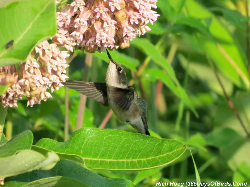 193-Birds-365-Ruby-Throated-Hummingbird-Studies-04