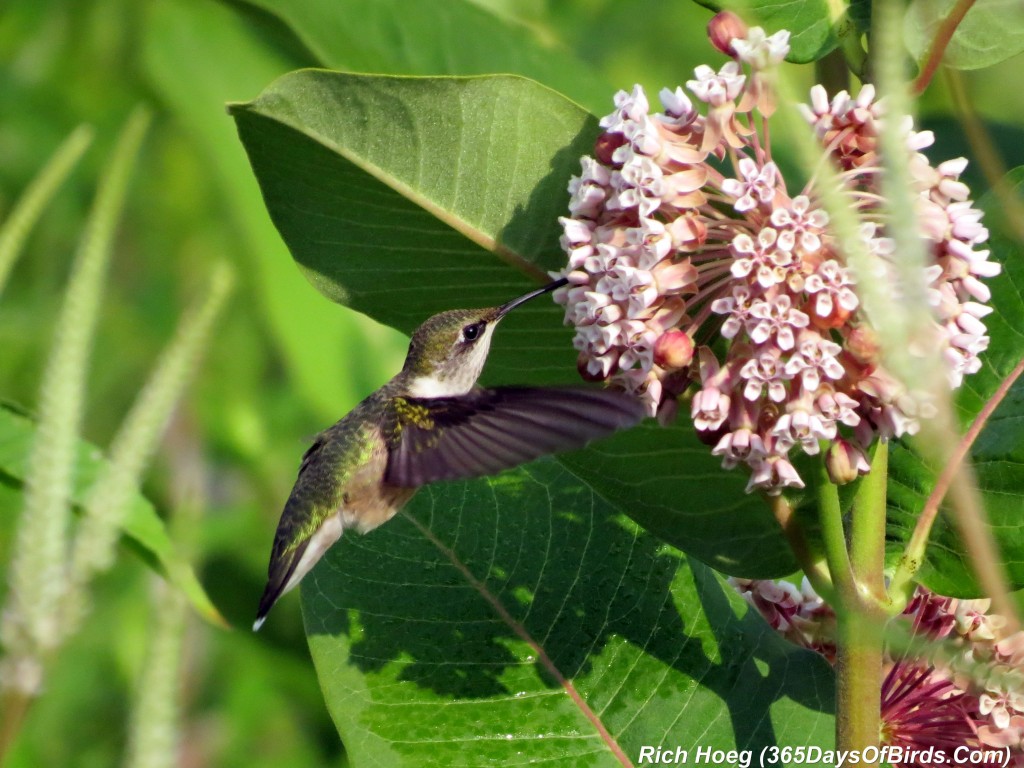 193-Birds-365-Ruby-Throated-Hummingbird-Studies-05