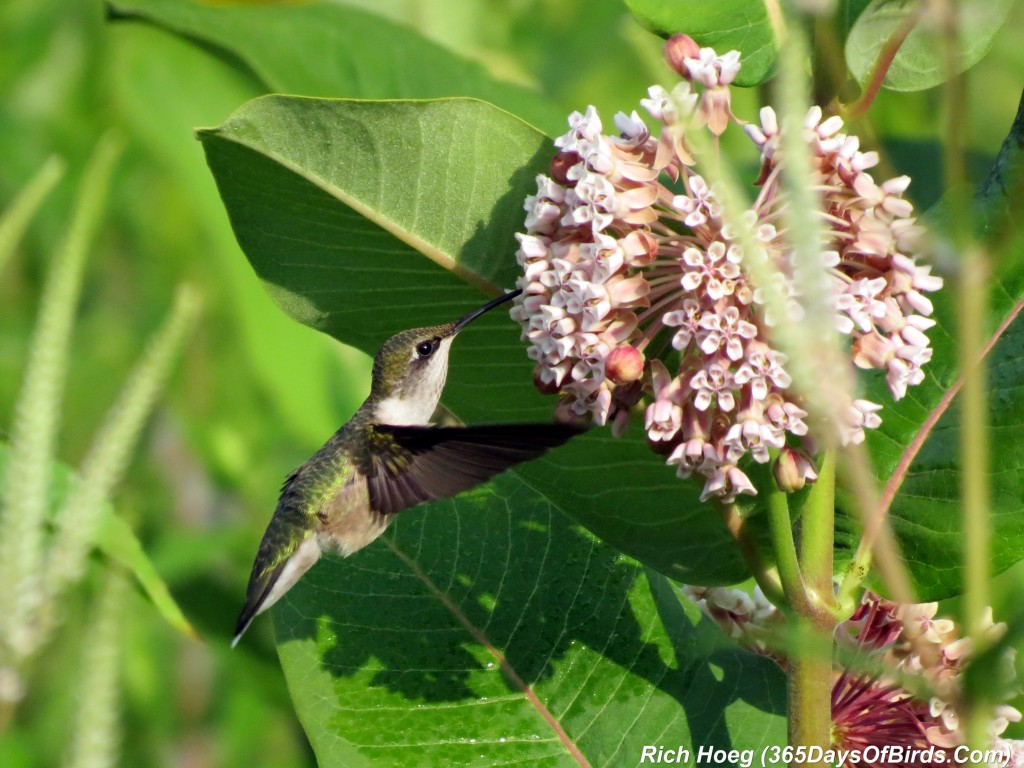 193-Birds-365-Ruby-Throated-Hummingbird-Studies-06