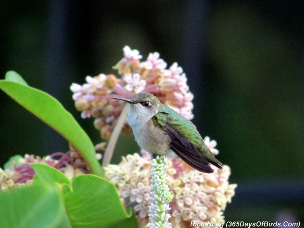 194-Birds-365-Ruby-Throated-Hummingbird-1
