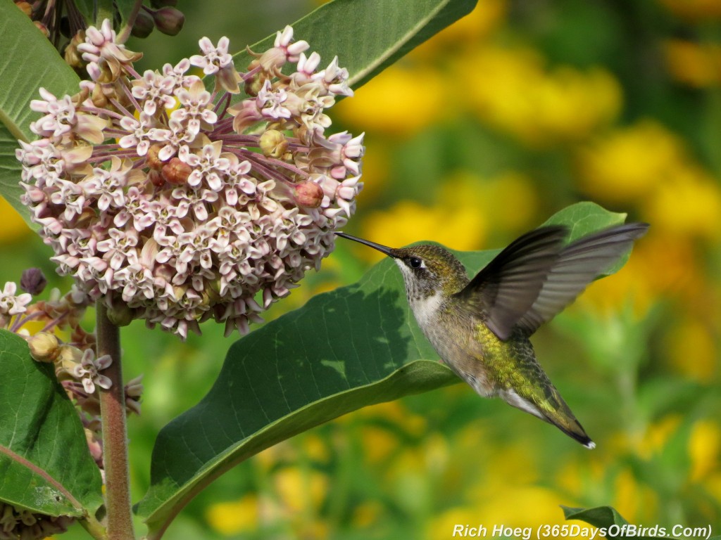 194-Birds-365-Ruby-Throated-Hummingbird-2