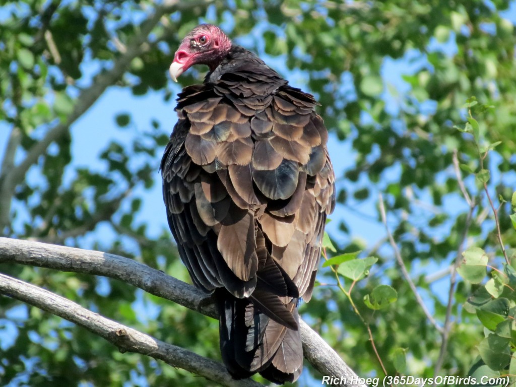 194-Birds-365-Turkey-Vulture