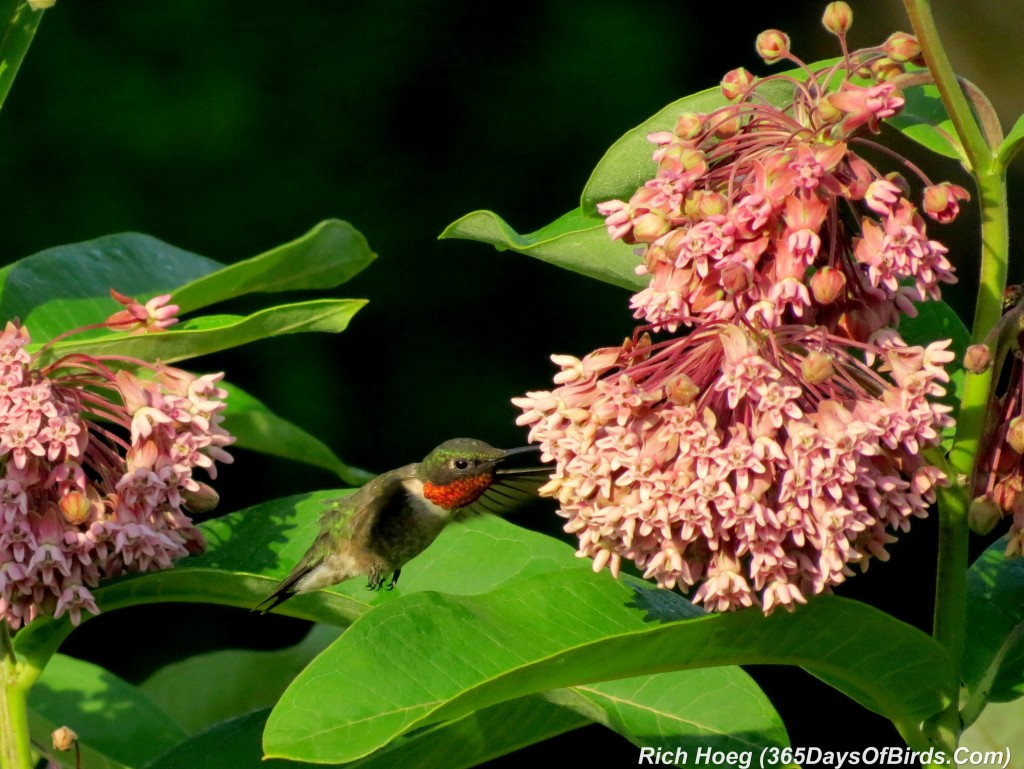 195-Birds-365-Ruby-Throated-Hummingbird-Male-1