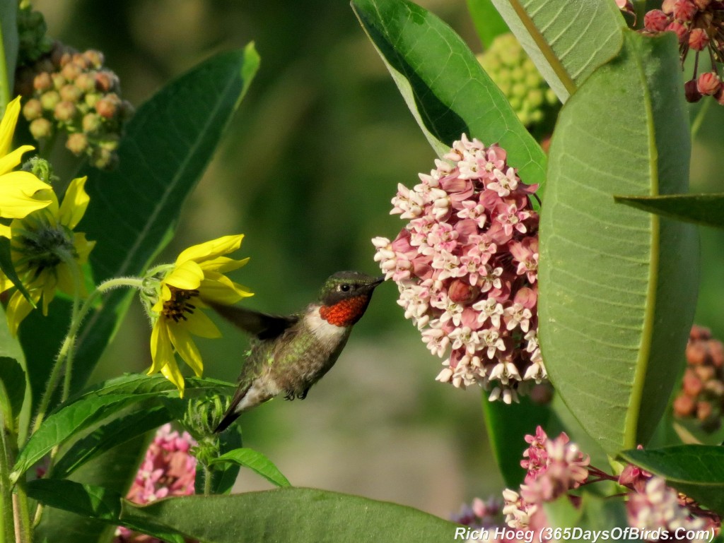 195-Birds-365-Ruby-Throated-Hummingbird-Male-2