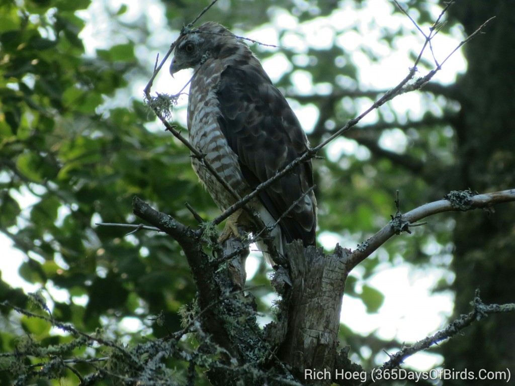 196-Birds-365-Broad-Winged-Hawk_wm