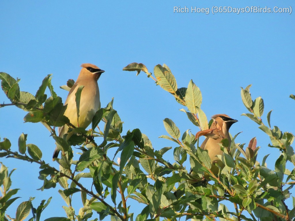 197-Birds-365-Cedar-Waxwing-2_wm