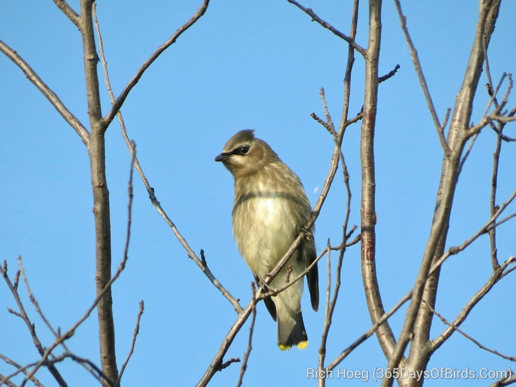 197-Birds-365-Cedar-Waxwing-4_wm