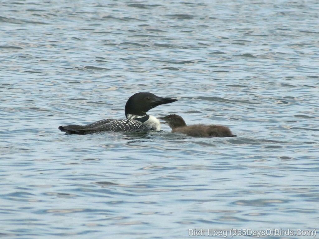 198-Birds-365-Loon-and-Chick