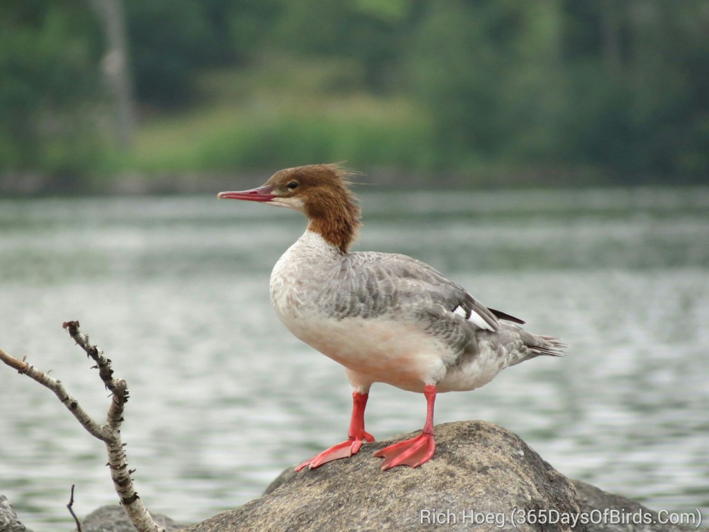 199-Birds-365-Momma-Merganser