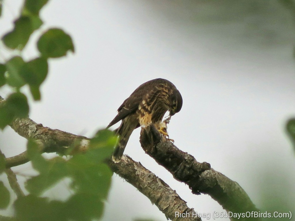 200-Birds-365-Broad-Winged-Hawk-1