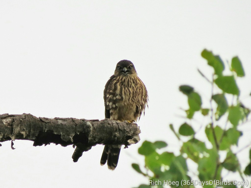 200-Birds-365-Broad-Winged-Hawk-2