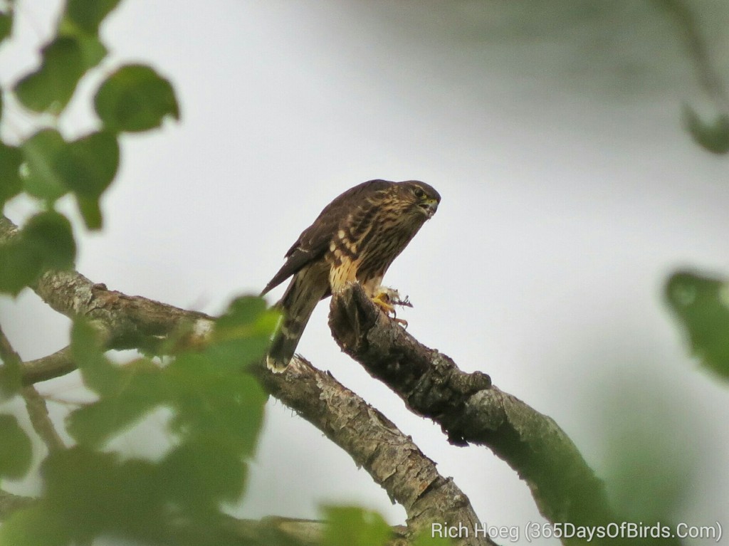 200-Birds-365-Broad-Winged-Hawk-3