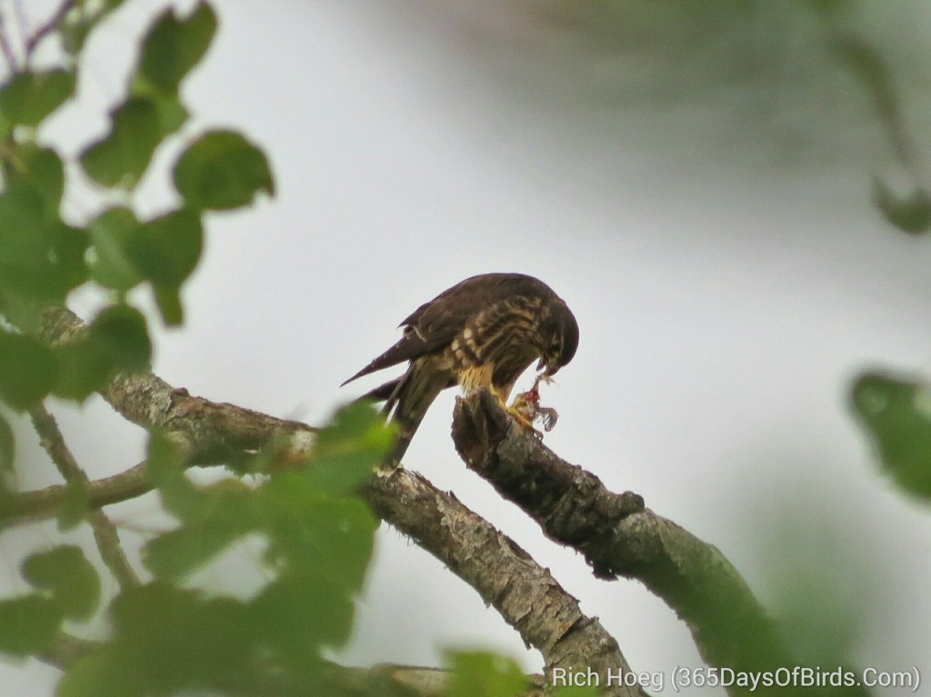 200-Birds-365-Broad-Winged-Hawk-4