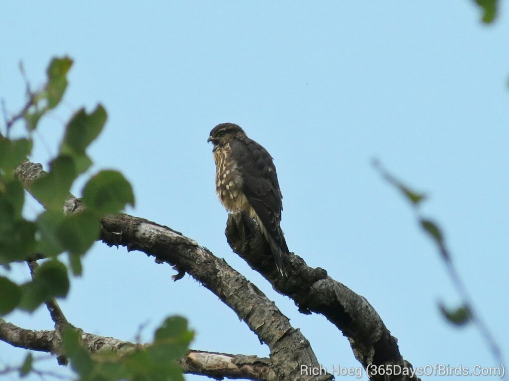 200-Birds-365-Broad-Winged-Hawk-5