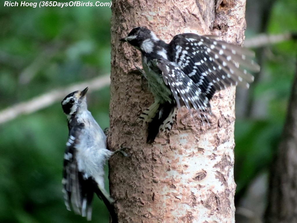 201-Birds-365-Dueling-Downys