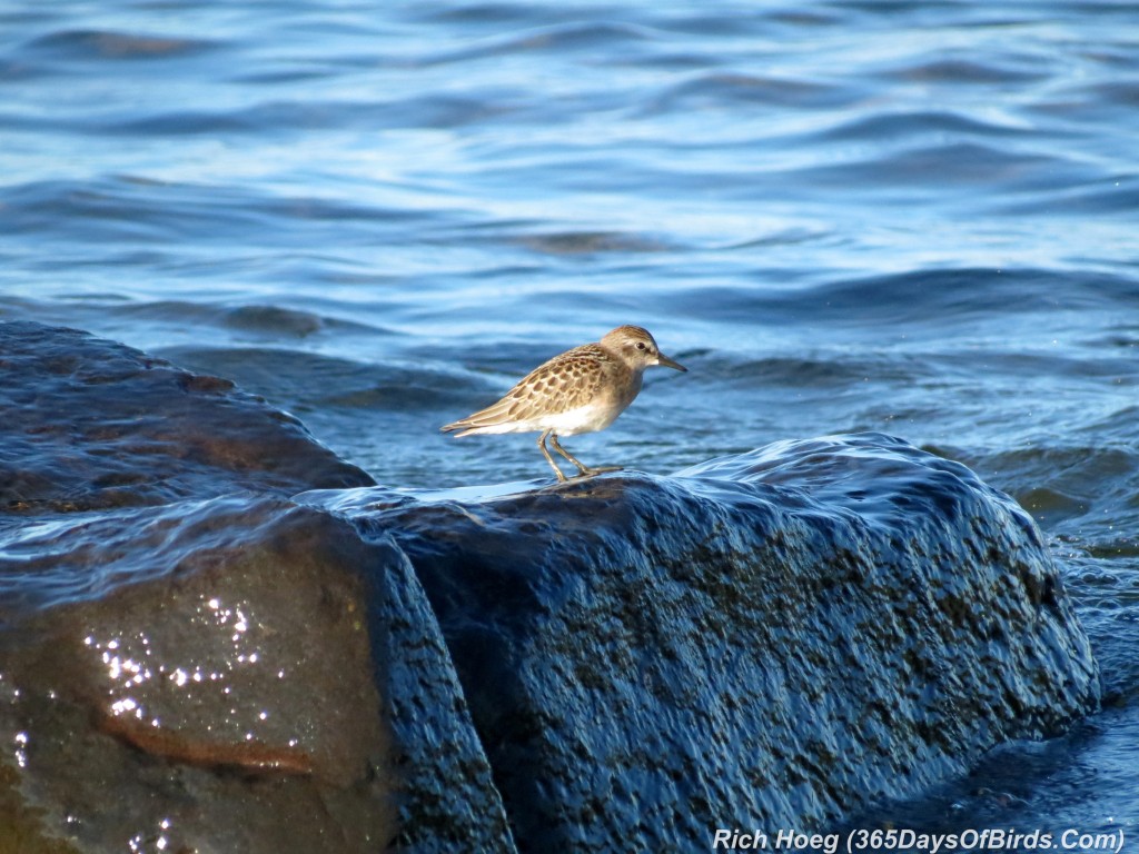 202-Birds-365-Least-Sandpiper-1