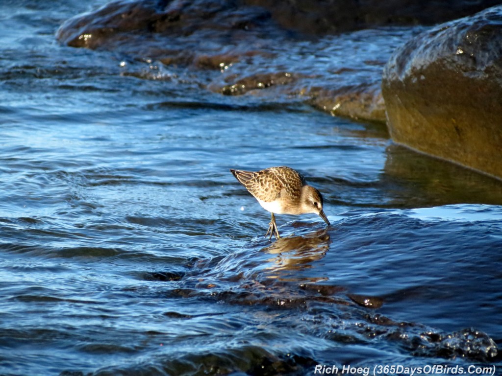 202-Birds-365-Least-Sandpiper-2