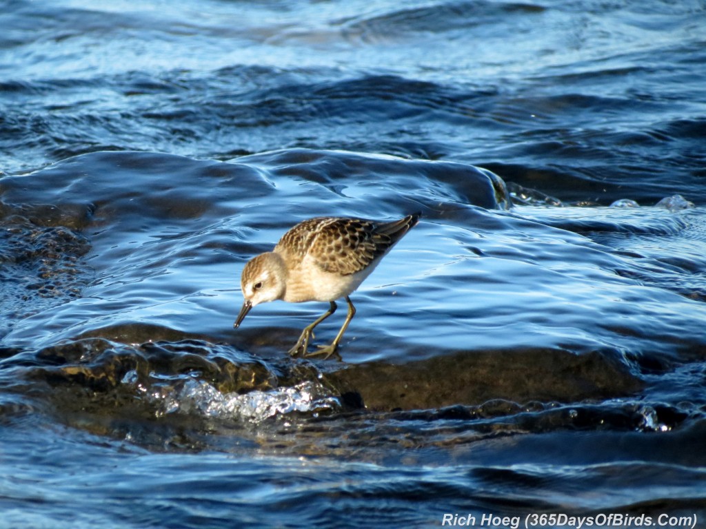 202-Birds-365-Least-Sandpiper-3