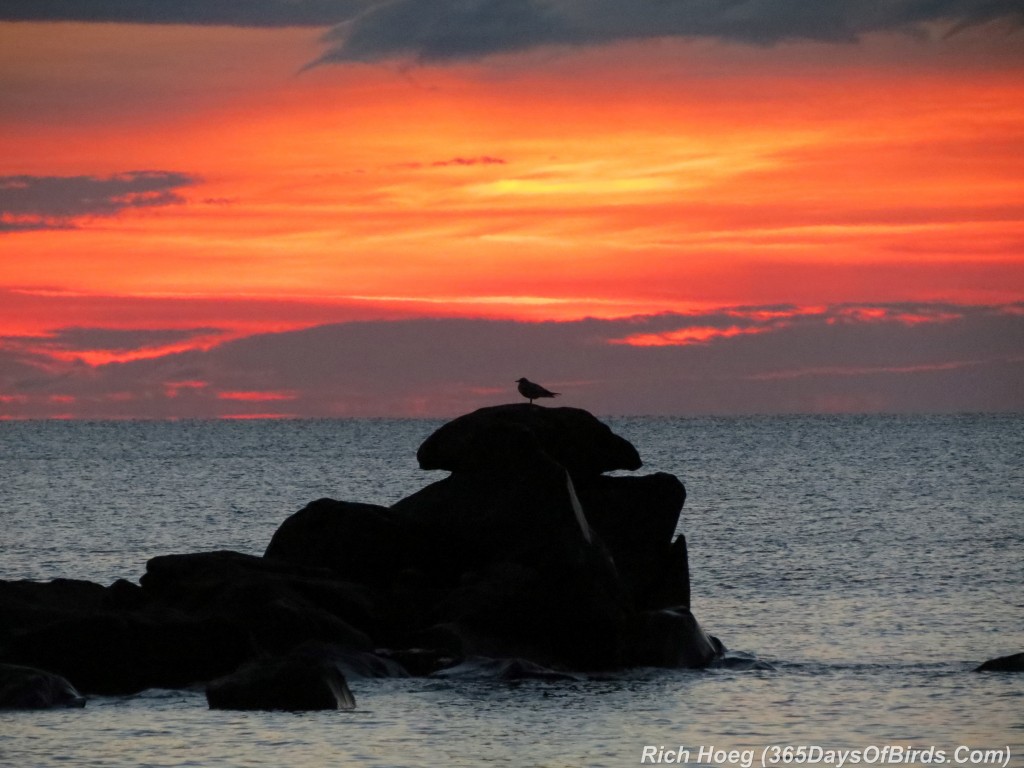 202-Birds-365-Sunrise-Gull