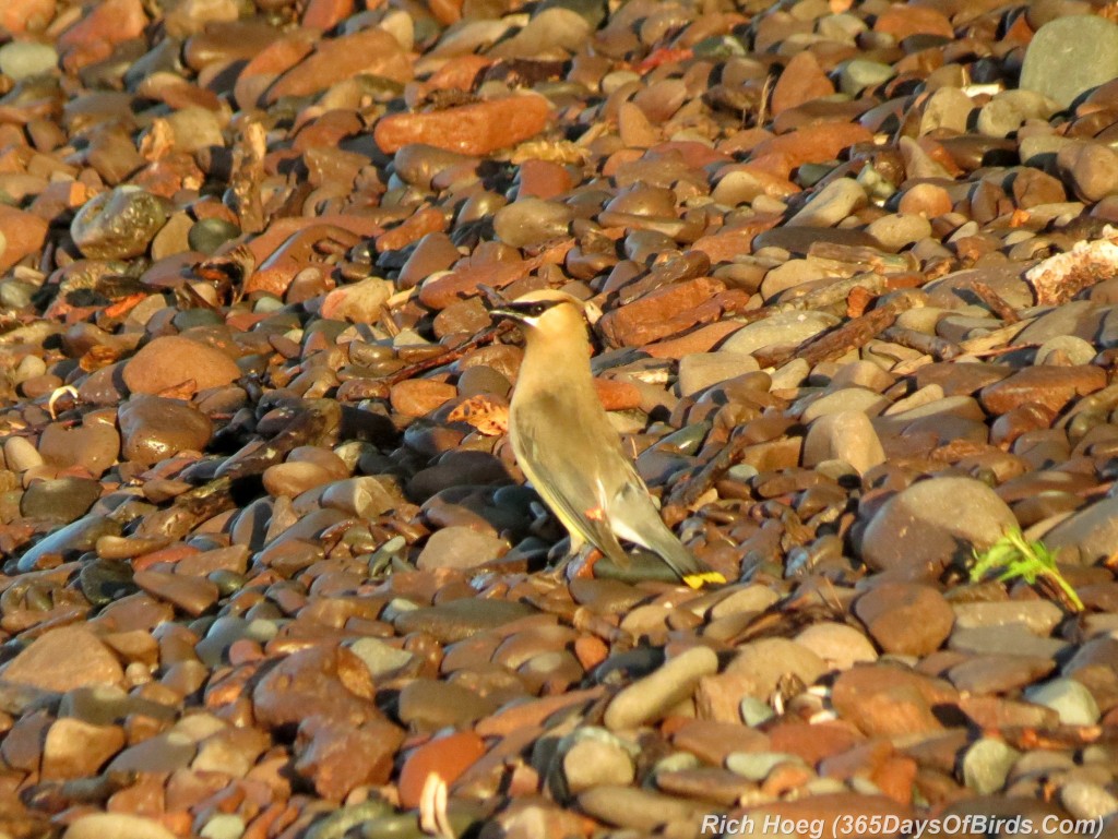 203-Birds-365-Cedar-Waxwing-1