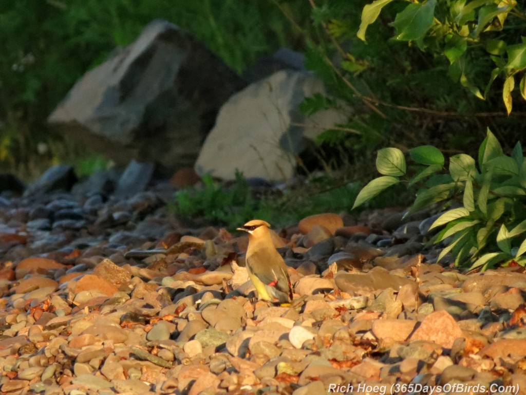 203-Birds-365-Cedar-Waxwing-2