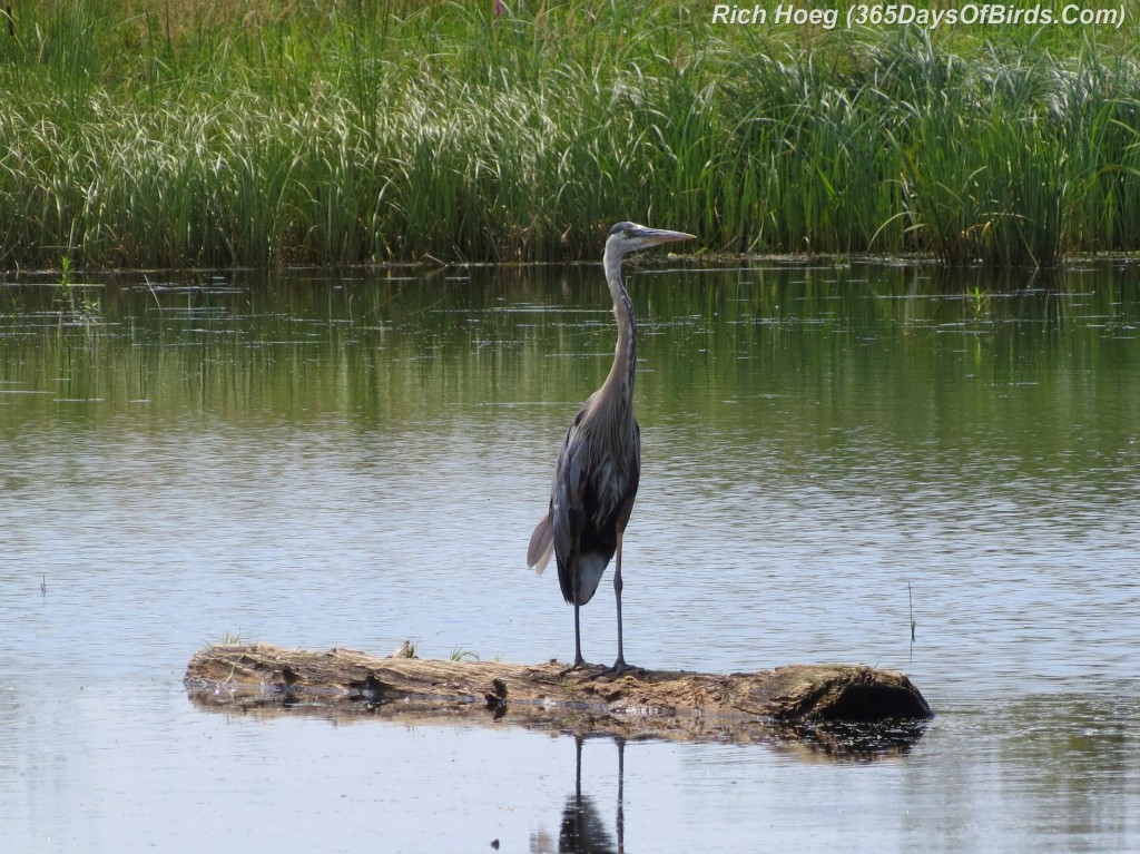 204-Birds-365-Huckleberry-Heron